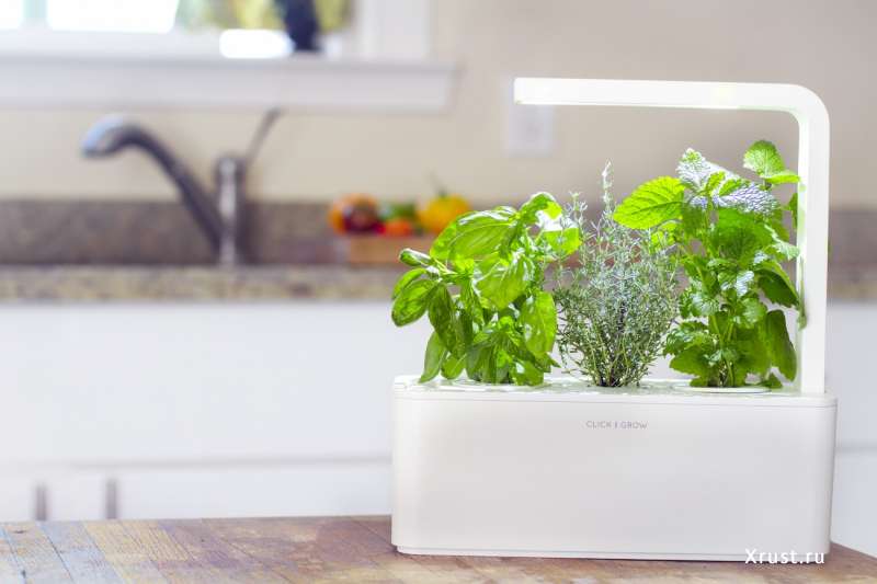 Smart Herb Garden. Продолжение истории Click & Grow