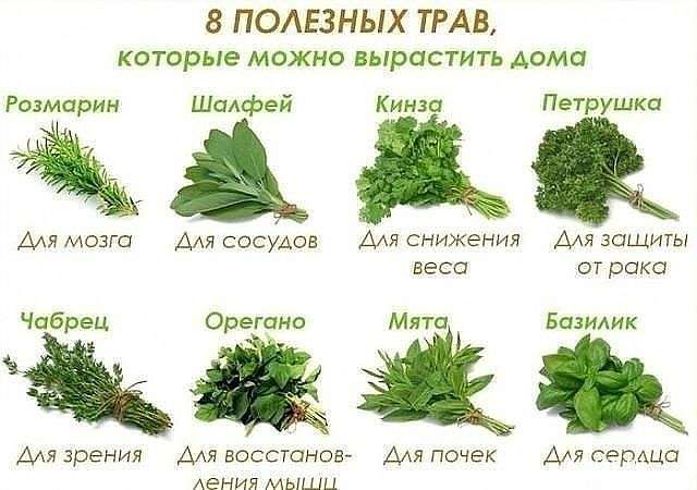 8 полезных трав