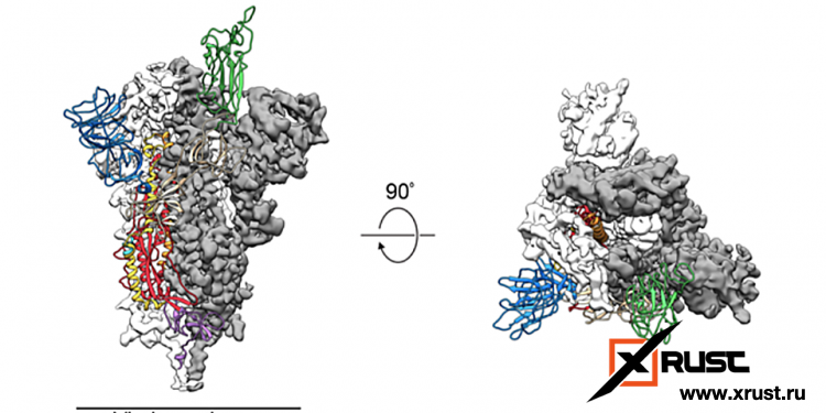 Коронавирус  смогли  разложить на атомы