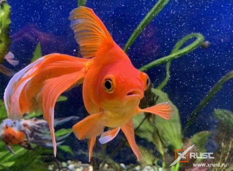 Золотые рыбки  имеют хорошую  память