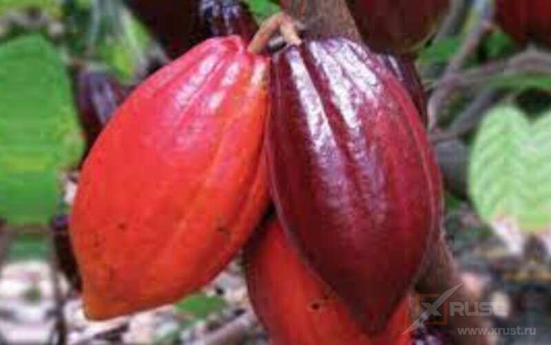 Какао из Ганы станет ещё меньше – кризис поставок